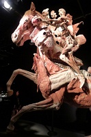  Body Worlds at Discovery Times Square