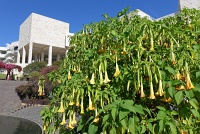  The Getty Museum