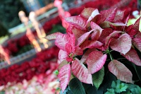  Bellagio Conservatory and Botanical Gardens
