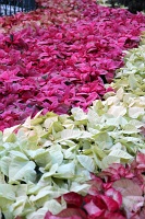  Bellagio Conservatory and Botanical Gardens