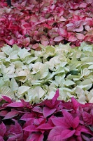  Bellagio Conservatory and Botanical Gardens
