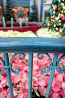  Bellagio Conservatory and Botanical Gardens