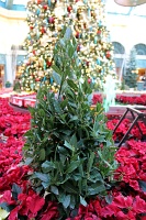  Bellagio Conservatory and Botanical Gardens