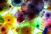  Fiori di como