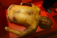  The animatronic upper body figured used in the movie 