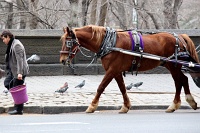  Central Park