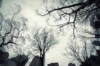  Central Park
