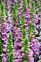  Bellagio Conservatory and Botanical Gardens