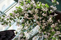  Bellagio Conservatory and Botanical Gardens
