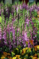  Bellagio Conservatory and Botanical Gardens