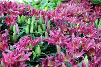  Bellagio Conservatory and Botanical Gardens
