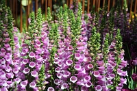  Bellagio Conservatory and Botanical Gardens