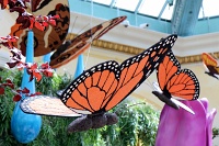  Bellagio Conservatory and Botanical Gardens