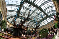  Bellagio Conservatory and Botanical Gardens