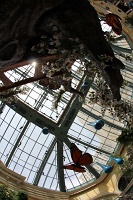  Bellagio Conservatory and Botanical Gardens