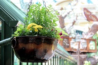  Bellagio Conservatory and Botanical Gardens