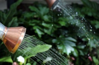  Bellagio Conservatory and Botanical Gardens