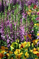  Bellagio Conservatory and Botanical Gardens