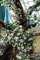  Bellagio Conservatory and Botanical Gardens