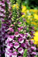  Bellagio Conservatory and Botanical Gardens