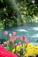  Bellagio Conservatory and Botanical Gardens