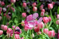  Bellagio Conservatory and Botanical Gardens
