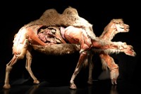 Leonardo Museum