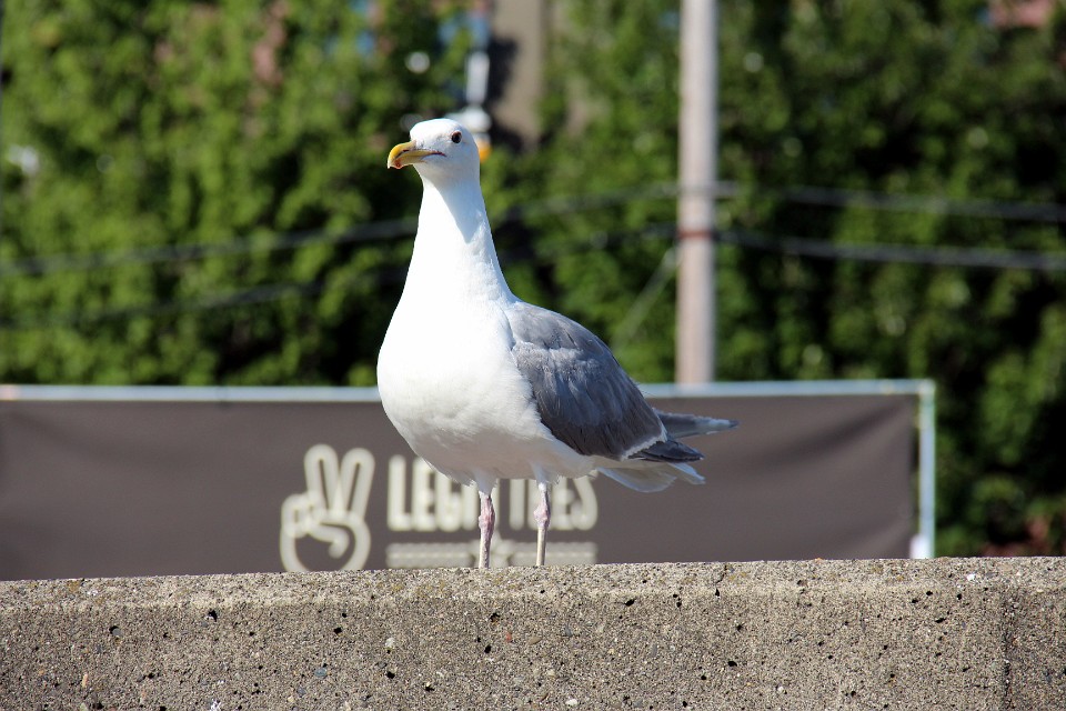 IMG 3741
