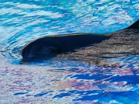 Siegfried & Roy's Secret Garden and Dolphin Habitat