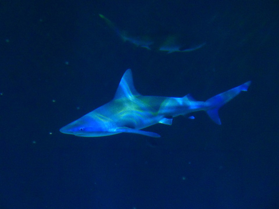 P1110675