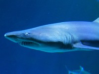 Shark Reef Aquarium