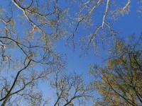 Central Park