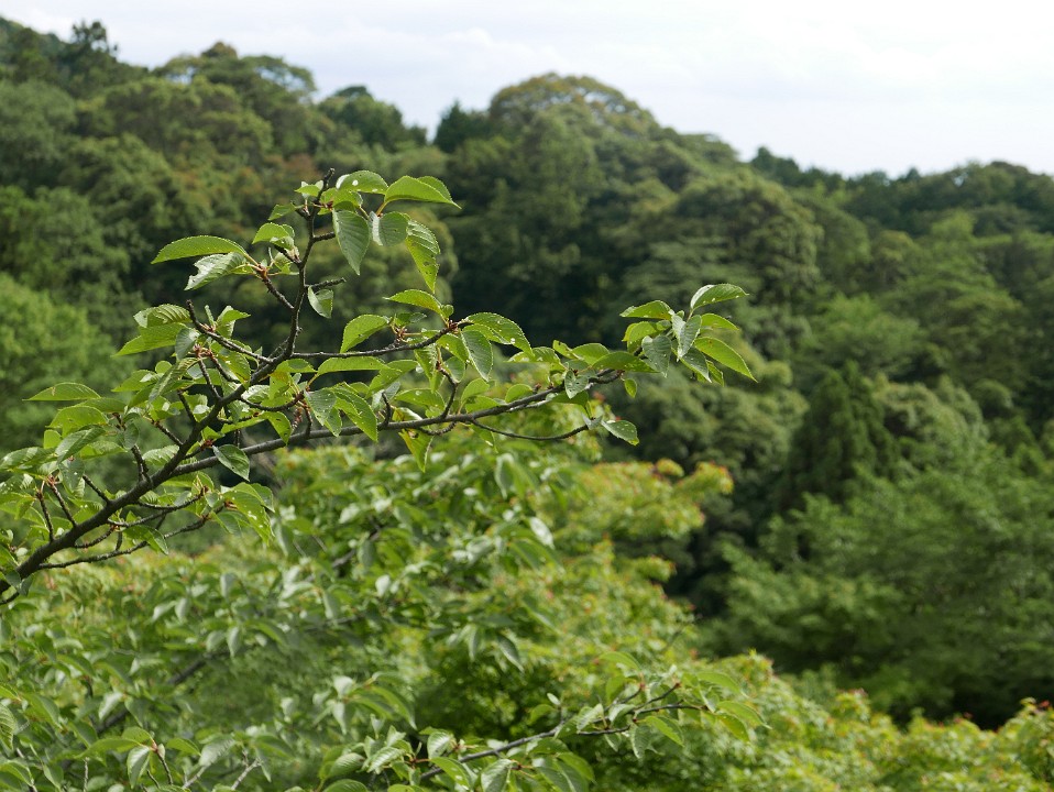 P1240911