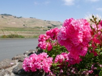 IMG-00215