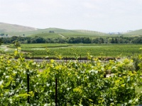 Napa Valley