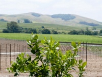 IMG-00229