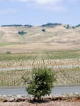 IMG-00233