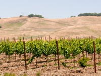 IMG-00242