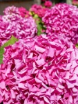 IMG-00480