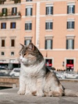 IMG-00647