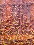 IMG-00439