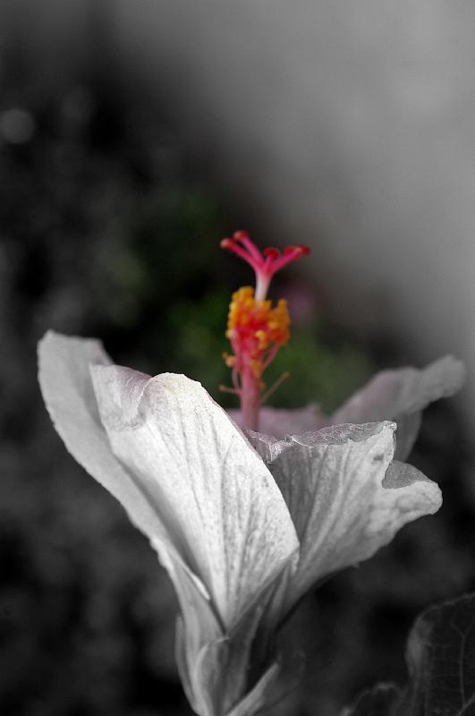 00442
