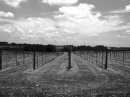 PLEASANT_HILL_VINERY * 640 x 480 * (229KB)