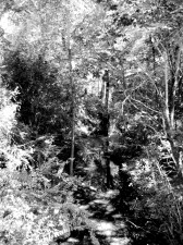 Original image